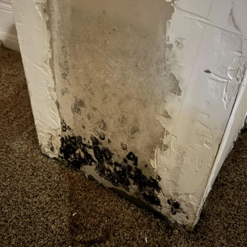 Professional Mold Removal in Glendale, MS